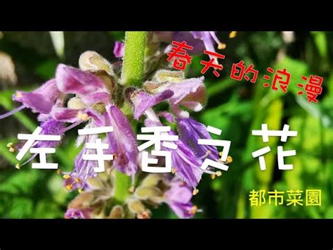 左手香 風水|左手香開花風水：點解會影響健康？